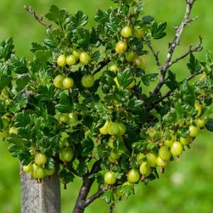 Egreš obyčajný(stromkový) - zelený (Grossularia uva-crispa) ´INVICTA´ stredne skorý, 70-90 cm; kont. 2L/C4L 